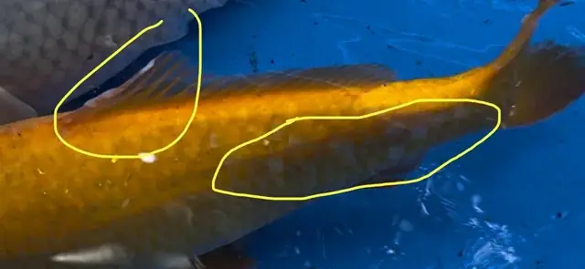 Cá Koi Thuộc Bộ Nào? Tìm Hiểu Đặc Điểm, Phân Loại Và Ý Nghĩa