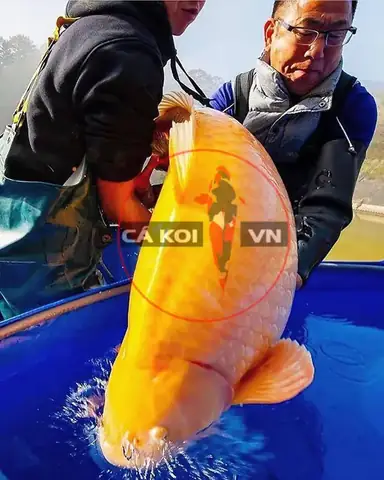 Tại Sao Nên Mua Cá Koi Yamabuki Tại Siêu Thị Cá Koi Vn