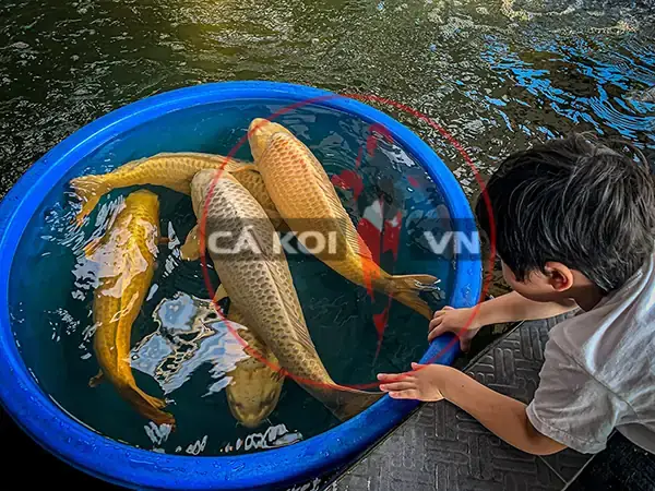 Cách Chọn Cá Koi Yamabuki