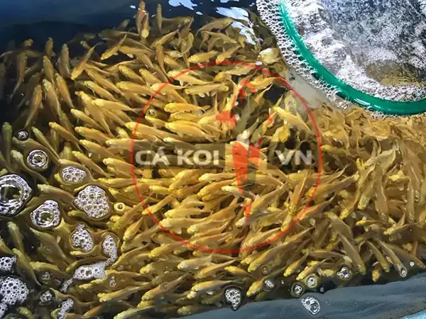 Giới Thiệu Về Cá Koi Vàng Yamabuki