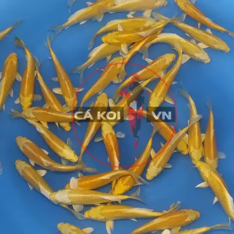 Cách Chăm Sóc Yamabuki Koi