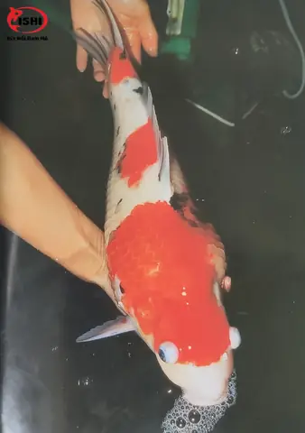 Dấu Hiệu Nhận Biết Cá Koi Bị Xù Vảy