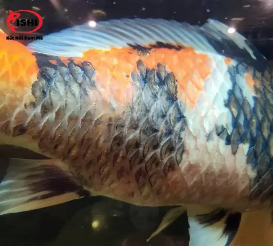 Nguyên Nhân Khiến Cá Koi Bị Xù Vảy