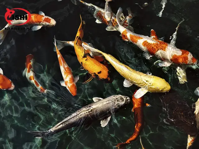 Biện Pháp Phòng Ngừa Cá Koi Bị Xù Vảy