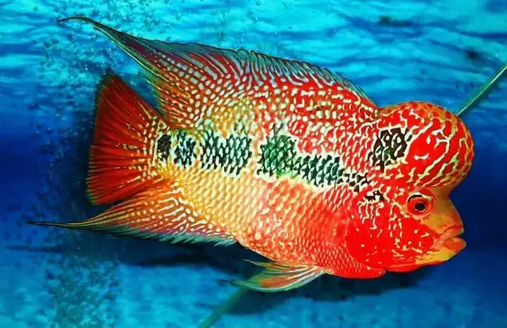 Tép Tươi – “thần Dược” Cho Màu Sắc Tép Tươi – “thần Dược” Cho Màu Sắc