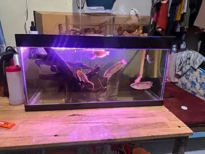 Loăng Quăng Và Bo Bo – Thức Ăn Tự Nhiên, Dễ Tìm Loăng Quăng Và Bo Bo – Thức Ăn Tự Nhiên, Dễ Tìm