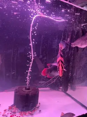 Đối Với Cá La Hán Con: Đối Với Cá La Hán Con: