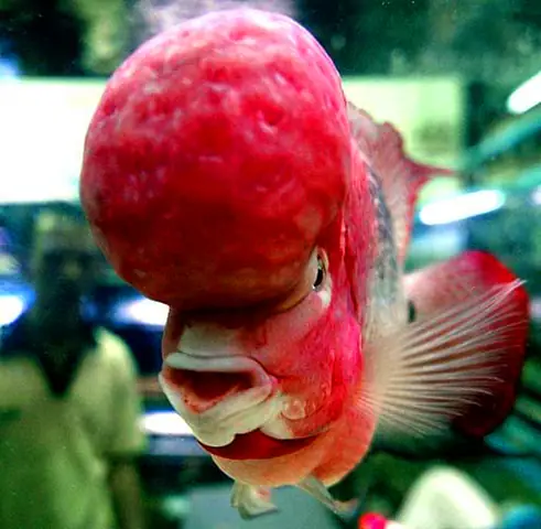 Cá La Hán Bị Đục Mắt: Nguyên Nhân, Cách Nhận Biết & Xử Lý Hiệu Quả Từ Chuyên Gia