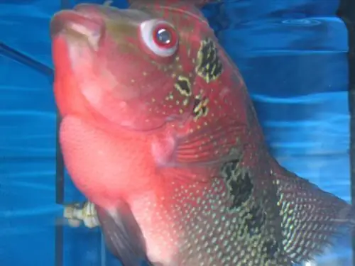 Cá La Hán Bị Mờ Mắt: Nguyên Nhân, Cách Nhận Biết Và Hướng Dẫn Xử Lý Dứt Điểm