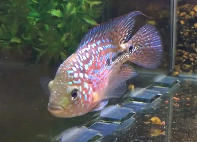 Cách Chữa Trị Bệnh Nấm Ở Cá La Hán