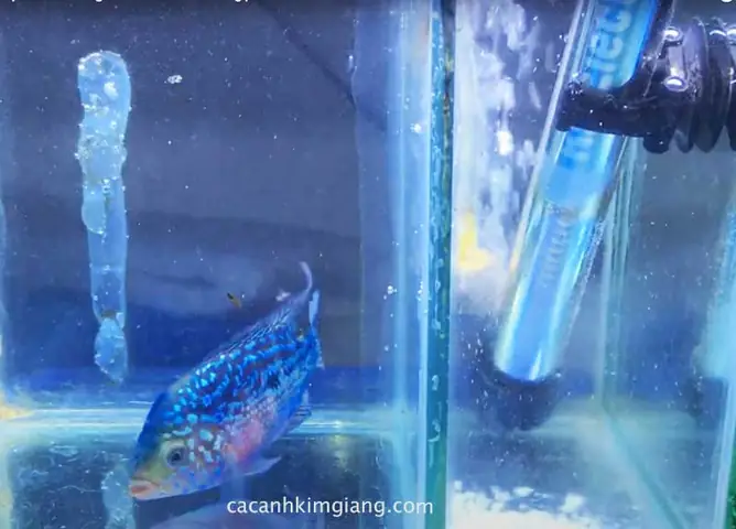 Dấu Hiệu Bệnh Nấm Ở Cá La Hán