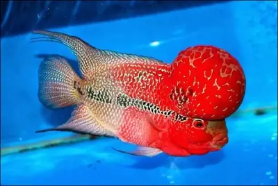 Cá La Hán Bị Tuột Nhớt Nguyên Nhân Và Cách Khắc Phục - Vi Sinh ...