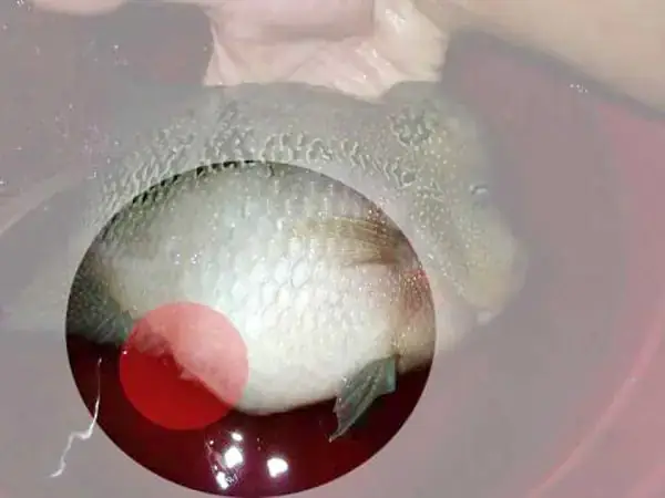 Tổng Hợp Chi Tiết Các Bệnh Thường Gặp Ở Cá La Hán Và Cách Điều Trị ...