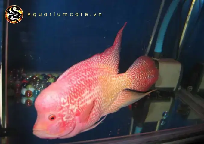 Cá La Hán Bị Trầy Đầu: Nguyên Nhân, Cách Trị Và Phòng Ngừa ...
