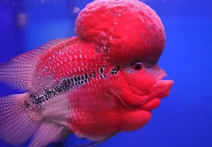 Tổng Hợp Các Bệnh Ở Cá La Hán Hay Gặp Và Cách Điều Trị