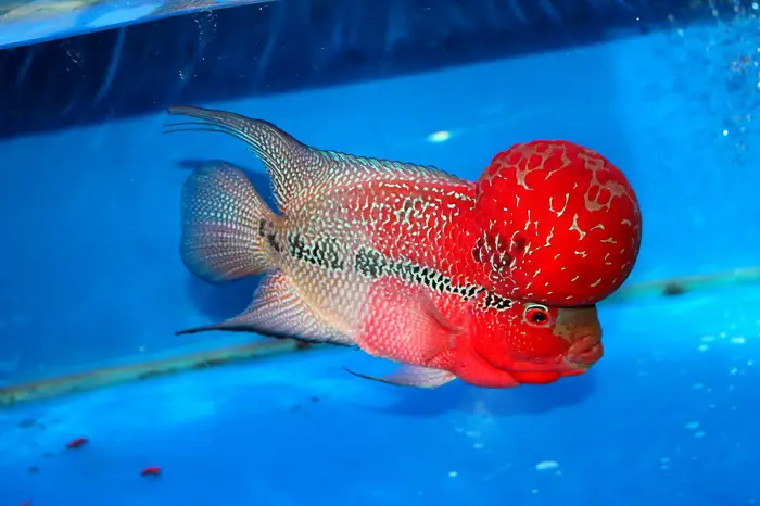 Viêm Ruột Do Chế Độ Ăn Uống Không Hợp Lý Viêm Ruột Do Chế Độ Ăn Uống Không Hợp Lý