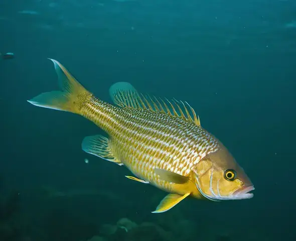 Cá La Hán Bơi Nghiêng: Nguyên Nhân & Cách Điều Trị Hiệu Quả ...