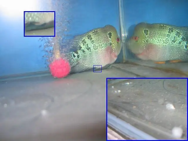 Bệnh Thường Gặp Ở Cá La Hán. Nguyên Nhân Và Các Phòng Trị ...