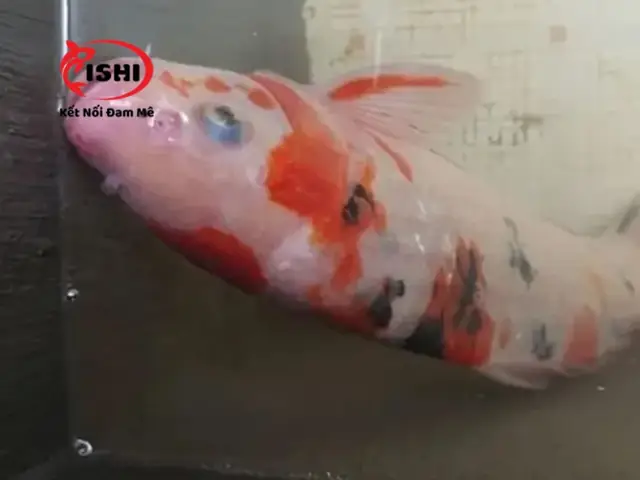 Cá Koi Bơi Ngửa Bụng Có Tự Khỏi Mà Không Cần Điều Trị?