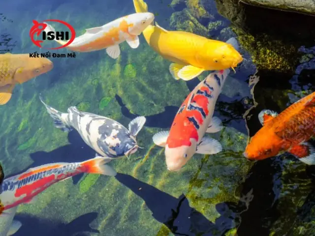 Đảm Bảo Môi Trường Sống Tốt Cho Cá Koi