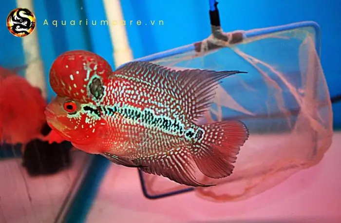 Bệnh Đốm Trắng