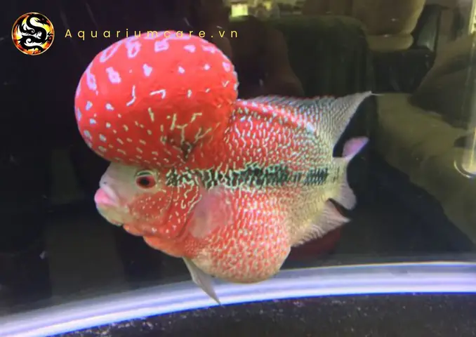 Cung Cấp Thức Ăn Đầy Đủ Dinh Dưỡng