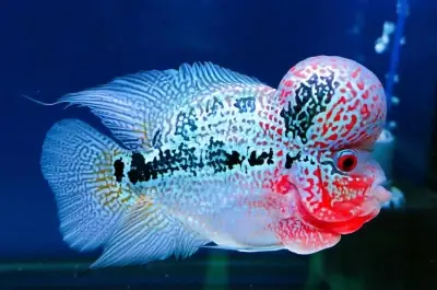 Cá La Hán Giá Rẻ Đầu Năm - Vi Sinh Cá Cảnh Aquarium Care