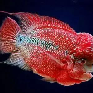 Hiểu Rõ Về Cá La Hán Con Trước Khi Mua