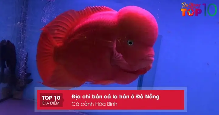 Cá Cảnh Hòa Bình