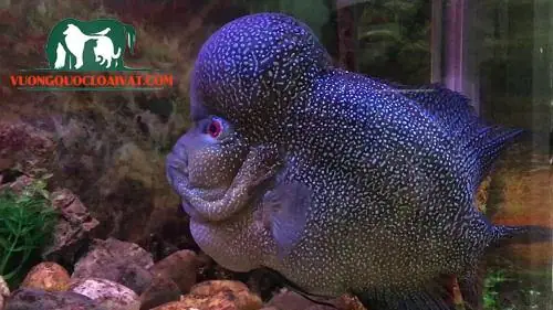 Đặc Điểm Cá La Hán Đen