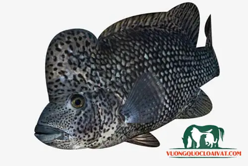 Những Thông Tin Về Loài Cá La Hán Màu Đen