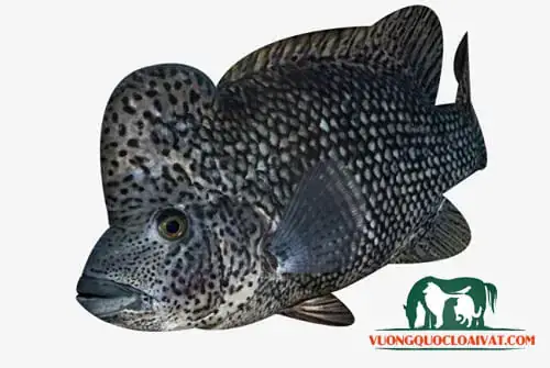 Cá La Hán Đen: Bí Mật Về Loài Cá Quý Hiếm Trong Thế Giới Cá ...