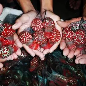 Cá La Hán Kamfa, King Kamfa, Gb, Cá 1 Màu - Saigon Fish