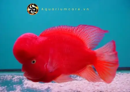 Cá La Hán Khỉ Đỏ - Vi Sinh Cá Cảnh Aquarium Care