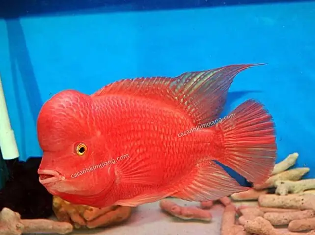 Cá La Hán Khỉ Đỏ Màu Đẹp - Cá Cực Khỏe. Giá Tốt