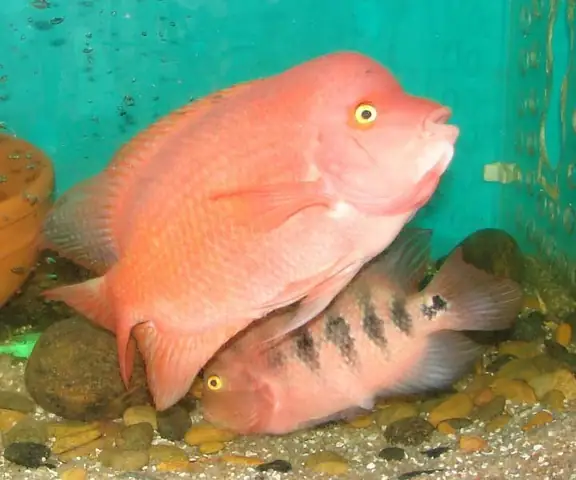 Cá La Hán Khỉ Đỏ Mái: Hướng Dẫn Nhận Biết, Chăm Sóc Và Sinh Sản