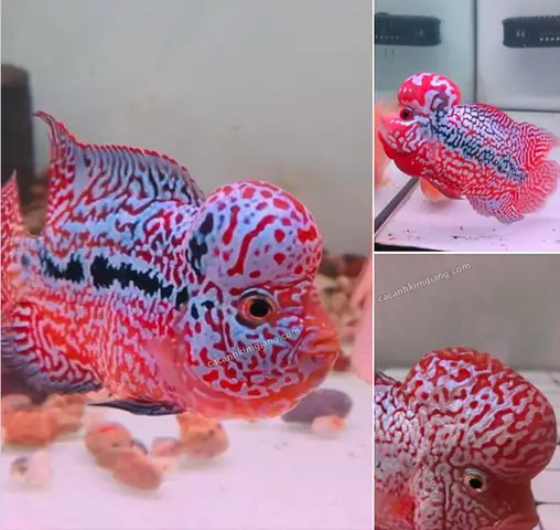 Cá La Hán King Lai