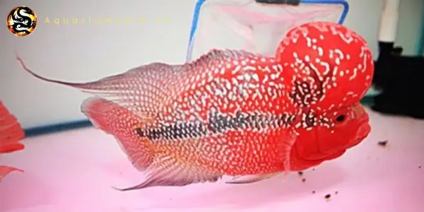 Bệnh Đốm Trắng Bệnh Đốm Trắng