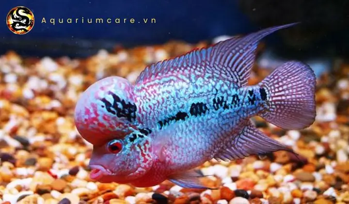 Thức Ăn Phù Hợp Cho Cá La Hán Red Magma Thức Ăn Phù Hợp Cho Cá La Hán Red Magma