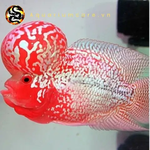 Tránh Quá Tải Cá Tránh Quá Tải Cá