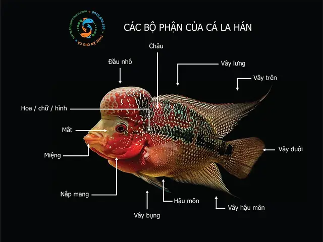 Cá La Hán Nữ Hoàng Kim Cương