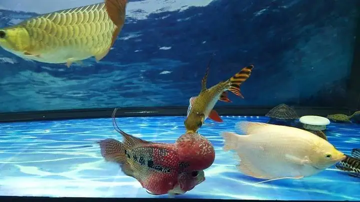 Cá La Hán Có Nuôi Chung Với Cá Khác Được Không?