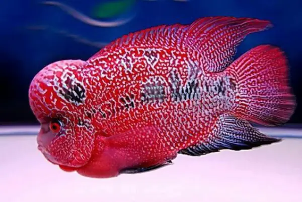 Phân Loại Cá La Hán Red Kamfa