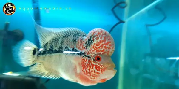 Thay Nước Định Kỳ