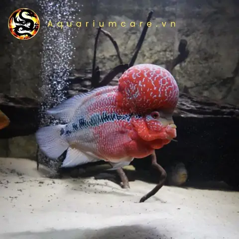 Thức Ăn Tự Chế