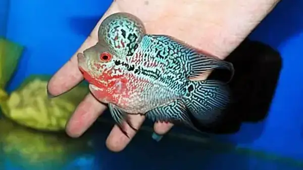 Kỹ Thuật Chăm Sóc Và Môi Trường Nước