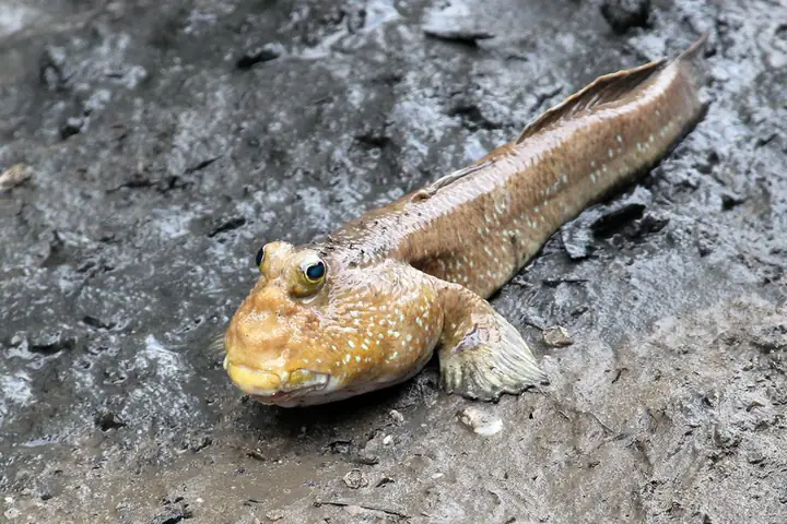 Về Đất Mũi Thưởng Thức Loài Cá Kỳ Lạ Nhất Thế Giới, Biết Leo Cây, Chạy Nhảy Về Đất Mũi Thưởng Thức Loài Cá Kỳ Lạ Nhất Thế Giới, Biết Leo Cây, Chạy Nhảy