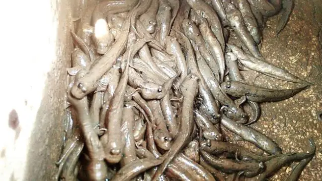 Nghề Câu Cá Lác Độc Đáo Ở Hải Phòng