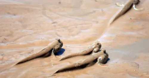 Ẩm Thực Hải Phòng: Cá Lác Kho Vùi