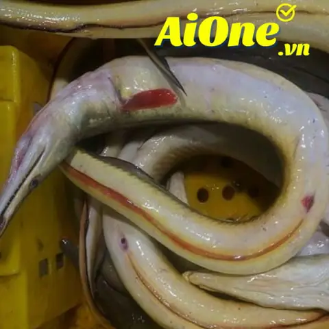 Cá Lạc - Cá Lạc Biển Giá Bao Nhiêu Tiền? Mua Ở Đâu Bán Giá Rẻ?